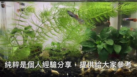 養魚先養水|養魚先養水 魚缸養水準備及步驟 